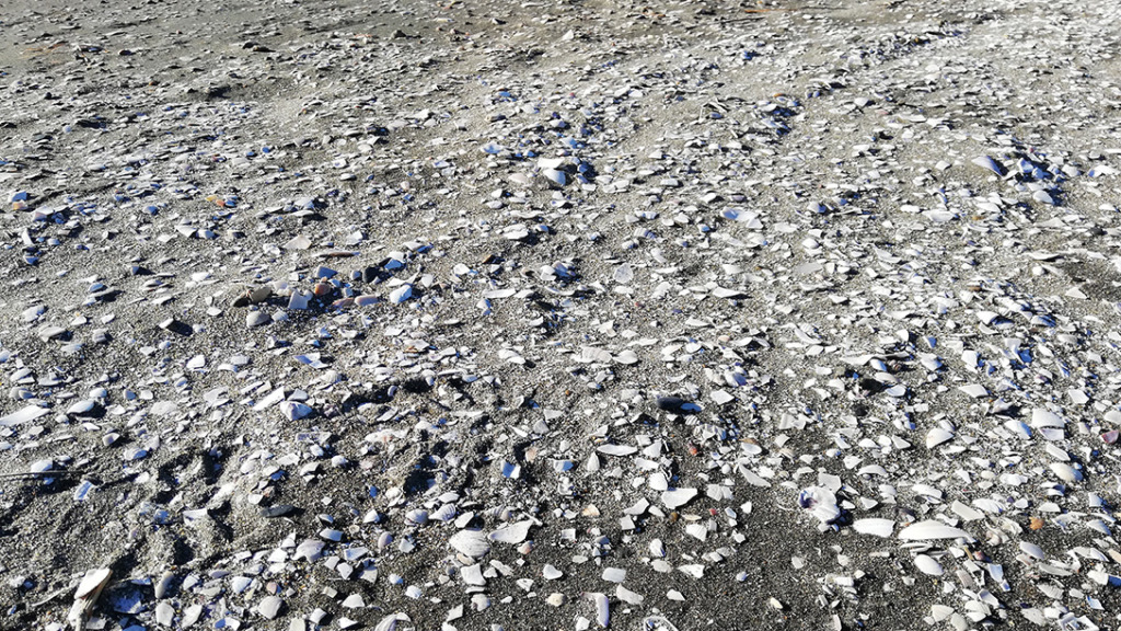 ふなばし三番瀬海浜公園は貝殻がたくさん